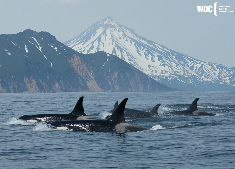  Whale and Dolphin Conservation works 25% faster with Asana 